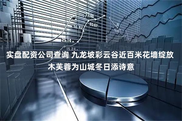 实盘配资公司查询 九龙坡彩云谷近百米花墙绽放 木芙蓉为山城冬日添诗意